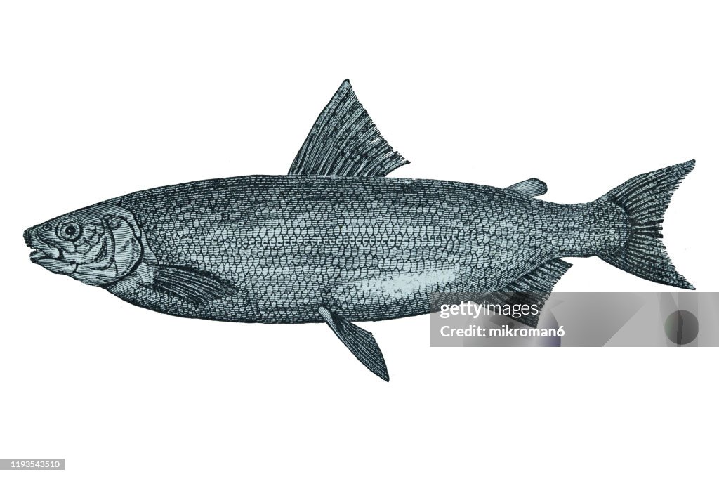 Coregonus Maraena fish, whitefish. Antique Illustration, Popular Encyclopedia Published 1894. Copyright has expired on this artwork
