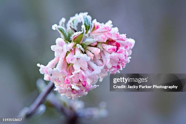 close-up image of spring, pink daphne flowers covered in a winter frost - winter flower stock pictures, royalty-free photos & images