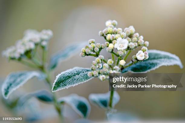 close-up image of viburnum tinus white flowers covered in a winter frost - frost stockfoto's en -beelden