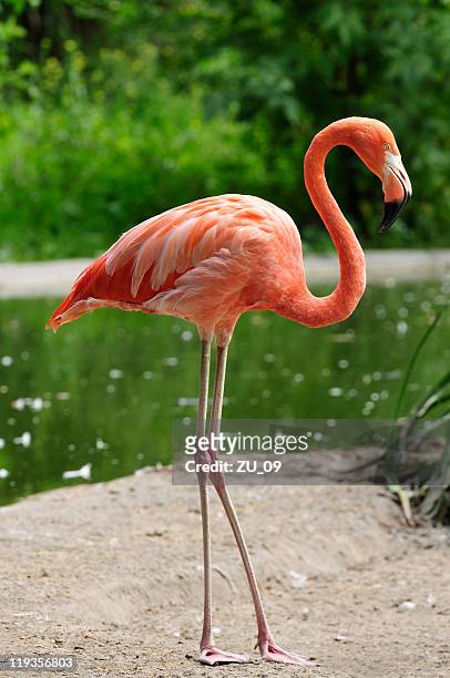 flamenco rosa en un estanque - flamingos fotografías e imágenes de stock