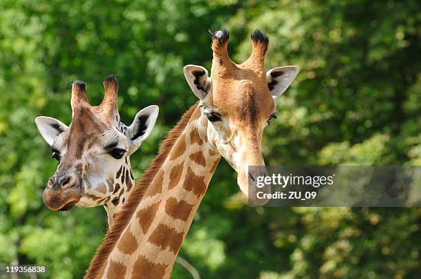 heads of two giraffes in front of green trees - captive animals stock pictures, royalty-free photos & images