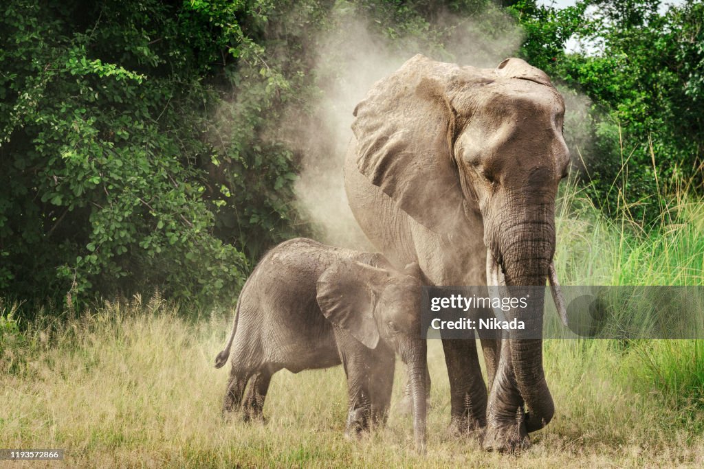 Mother elephant with child in Wildlife