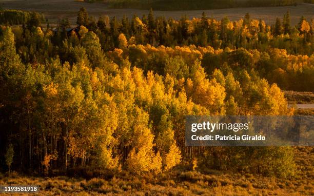 fifty shades of yellow - cambiar-de-color fotografías e imágenes de stock
