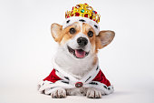 Pretty cute corgi dog wearing  royal costume crown  on white background.  copy space