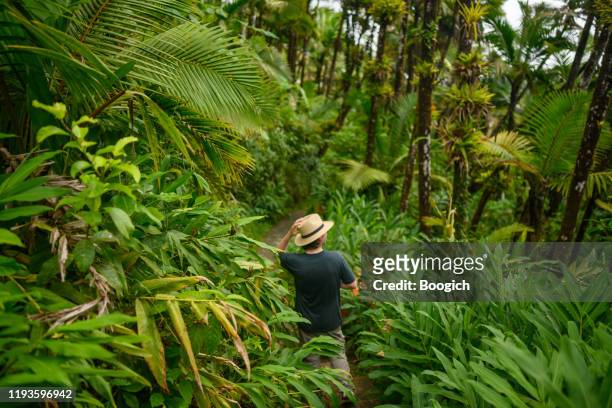 senderismo hombre en lush tropical rainforest el yunque national forest en puerto rico - puerto rico fotografías e imágenes de stock