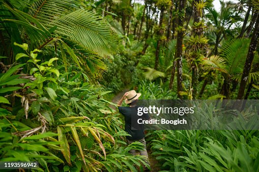 Escursioni nell'uomo nella lussureggiante foresta pluviale tropicale El Yunque National Forest a Porto Rico Escursioni nell'uomo nella lussureggiante foresta pluviale tropicale El Yunque National Forest a Porto Rico