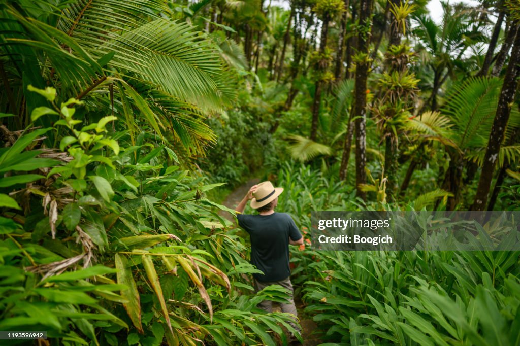 Man Hiking in Lush Tropical Rainforest El Yunque National Forest in Puerto Rico