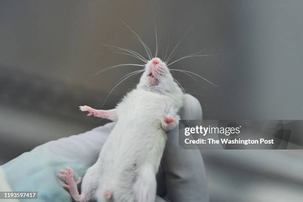 November 15: A lab worker demonstrates the handling of mice, used for fetal tissue research in the vivarium mice room at the Biomedical Sciences...