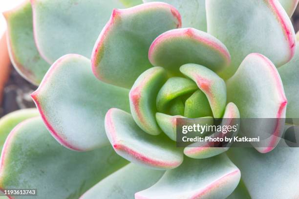 moonglow graptoveria succulent - sappig stockfoto's en -beelden