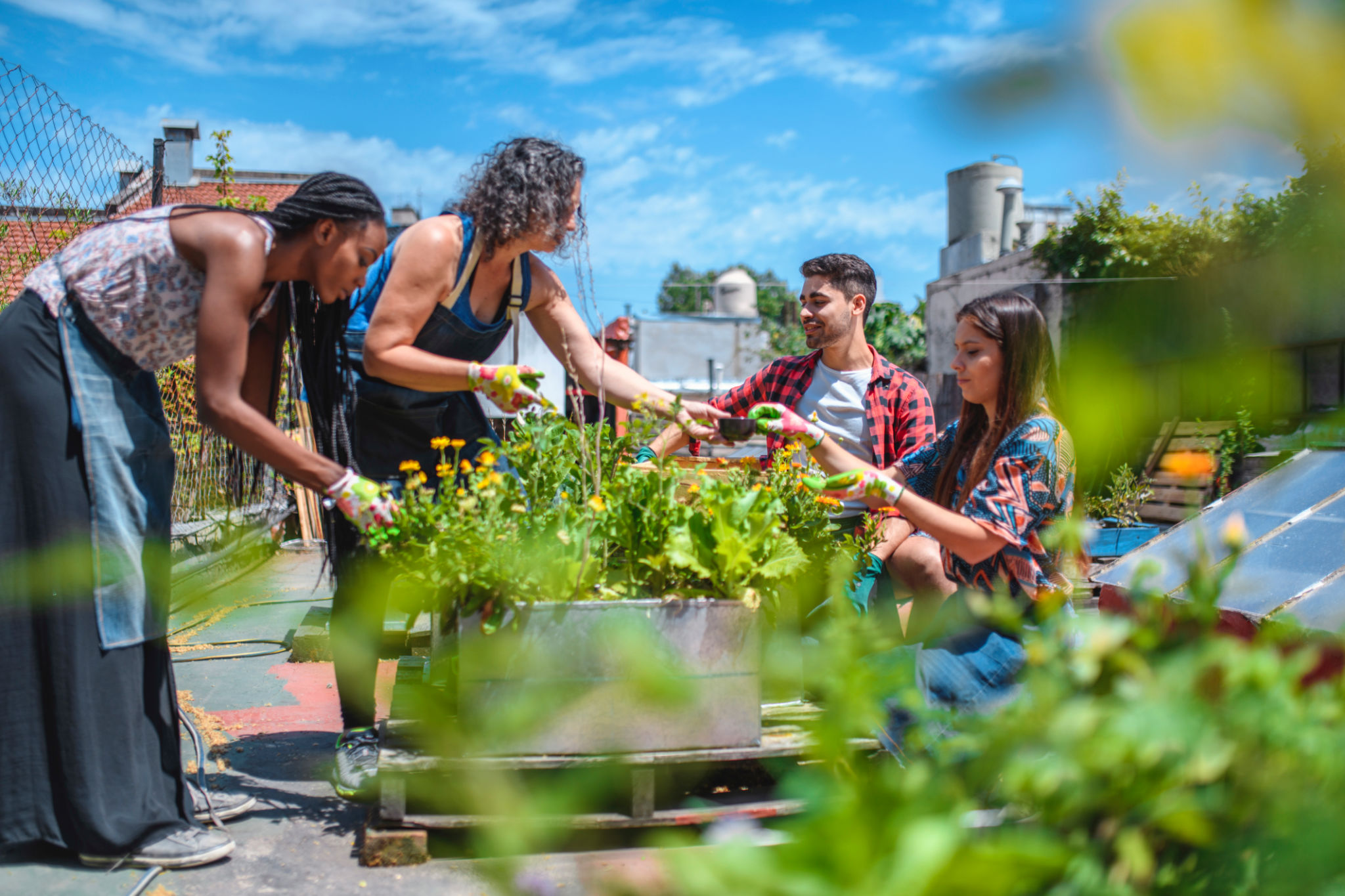 Mature Roof Gardener Working with Young Community Members Mature Roof Gardener Working with Young Community Members