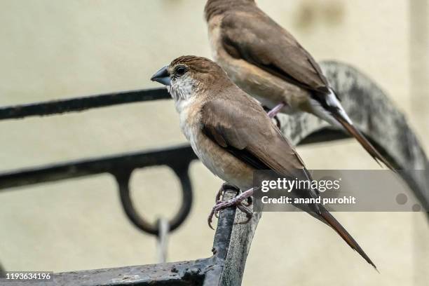 indian silverbill  or white-throated munia - euodice malabarica - malabarica stock pictures, royalty-free photos & images