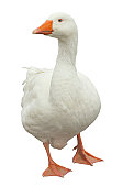 Domestic Goose Isolated