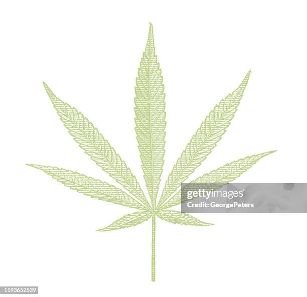 ilustrações, clipart, desenhos animados e ícones de fim acima da folha de cânhamo cortada no fundo branco - cannabis medicinal