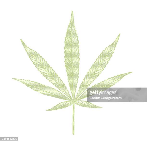 close up of hemp leaf cut out on white background - cannabis oil stock illustrations