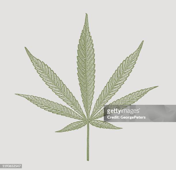 stockillustraties, clipart, cartoons en iconen met close-up van hennep blad uitgesneden op witte achtergrond - cannabis leaf