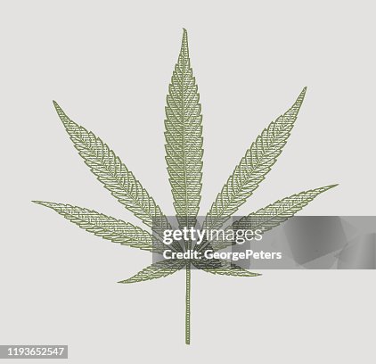 Close up of hemp leaf cut out on white background Close up of hemp leaf cut out on white background