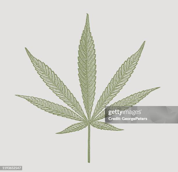 close up of hemp leaf cut out on white background - cannabis plant vector stock illustrations