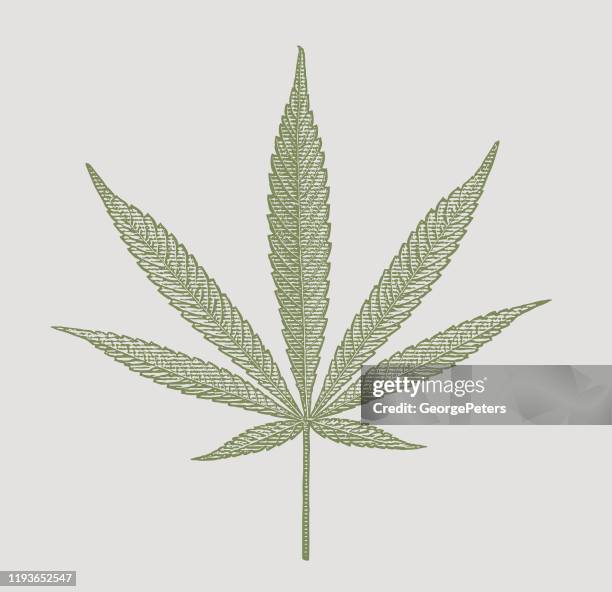 close up of hemp leaf cut out on white background - marijuana leaf stock illustrations