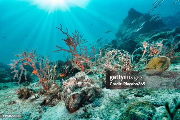ghost net descartado poluição engrenagem indústria da pesca emaranhado em recife de coral subaquático - linha de pesca - fotografias e filmes do acervo