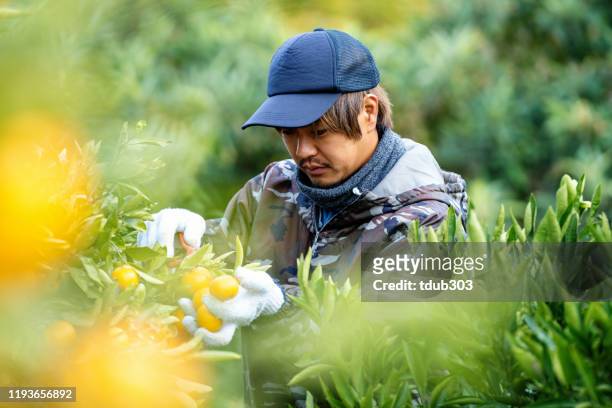 柑橘類農場でオレンジを摘む中小企業の農場の所有者 - 農家 ストックフォトと画像