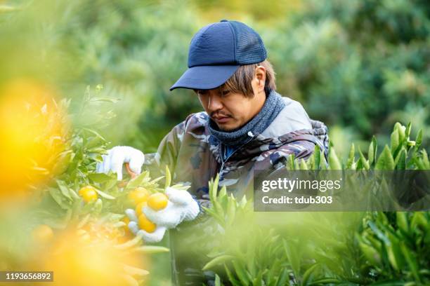 um proprietário de exploração agrícola da empresa de pequeno porte que escolhe laranjas em sua exploração agrícola do citrino - orange farm - fotografias e filmes do acervo