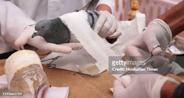 Vets treat a pigeon injured by glass coated Manjha thread, at a bird rescue centre run by 'Raksha' organisation, on January 14, 2020 in Jaipur, India.