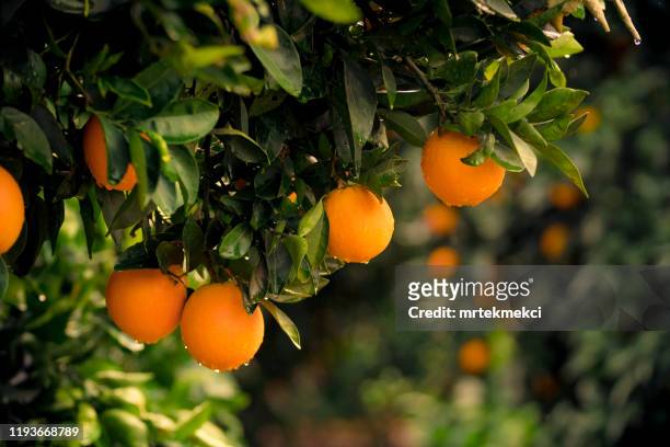 laranjeira - citrus grove - fotografias e filmes do acervo