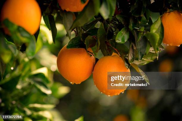 orangenbaum - orange tree stock-fotos und bilder