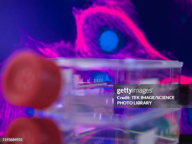 stem cell research - stem cell therapy stock pictures, royalty-free photos & images