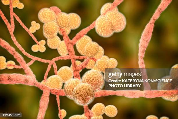 candida auris fungi, illustration - thrush yeast infection stock illustrations