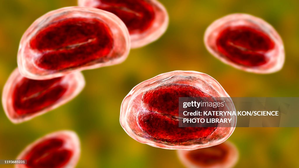 Threadworm Eggs Illustration High-Res Vector Graphic - Getty Images