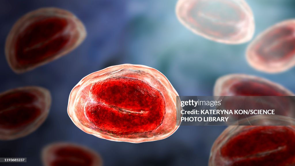 Threadworm Eggs Illustration High-Res Vector Graphic - Getty Images