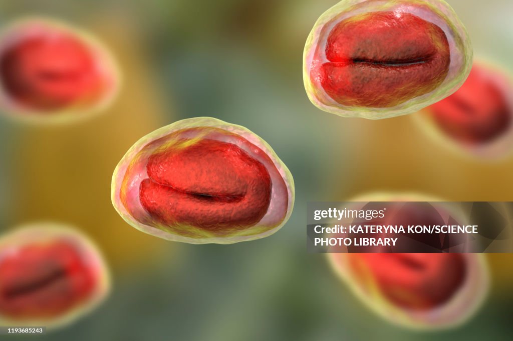 Threadworm Eggs Illustration High-Res Vector Graphic - Getty Images