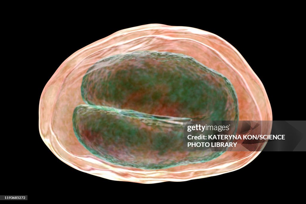 Threadworm Egg Illustration High-Res Vector Graphic - Getty Images