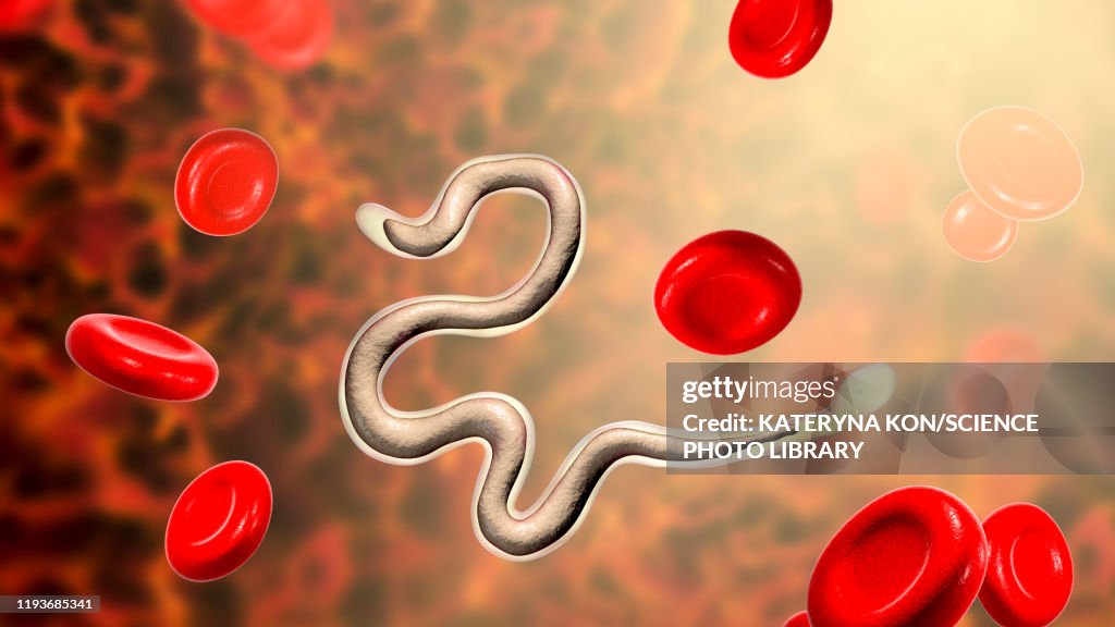 Brugia malayi parasitic worm, illustration