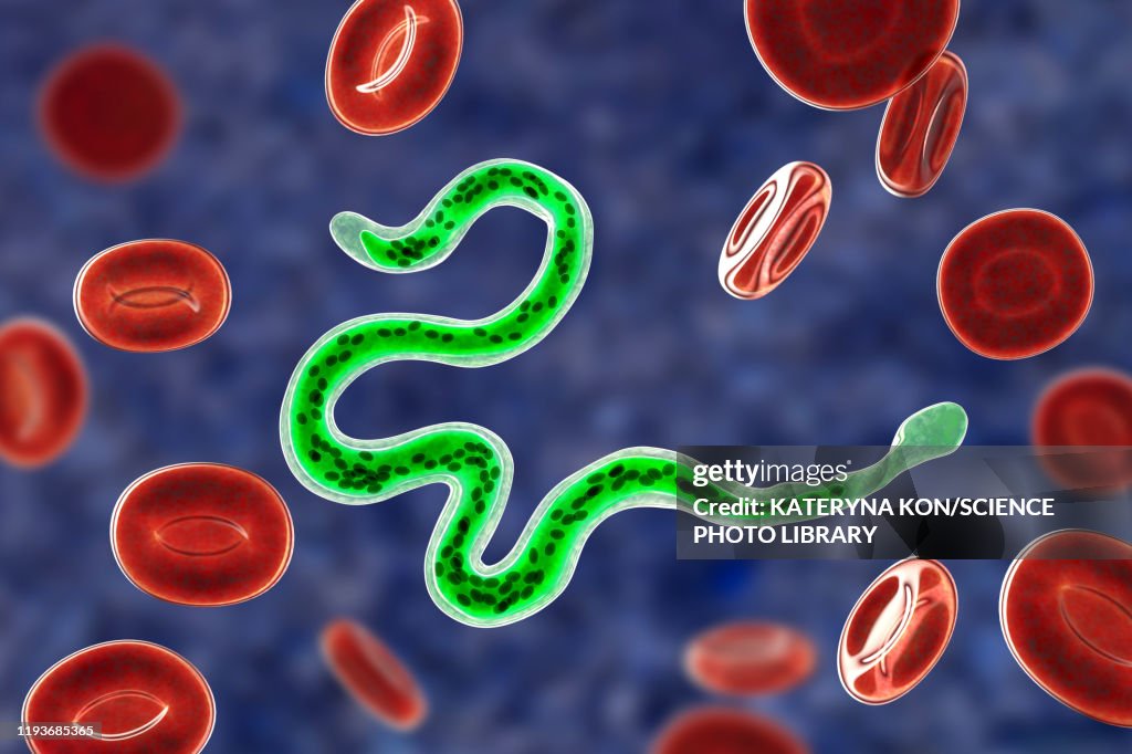 Brugia malayi parasitic worm, illustration
