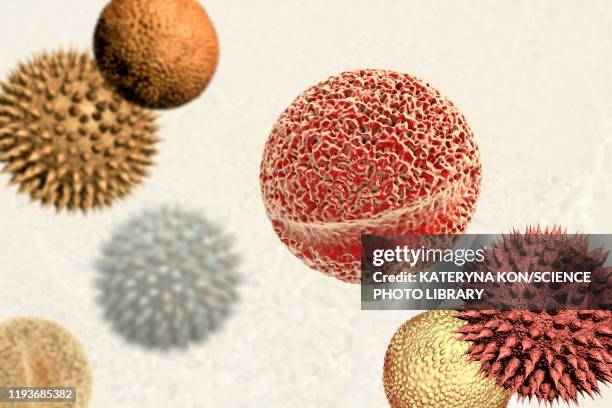 pollen grains from different plants, illustration - pollen stock illustrations