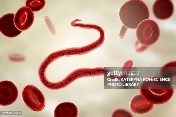 wuchereria bancrofti parasite, illustration - wuchereria bancrofti stock illustrations