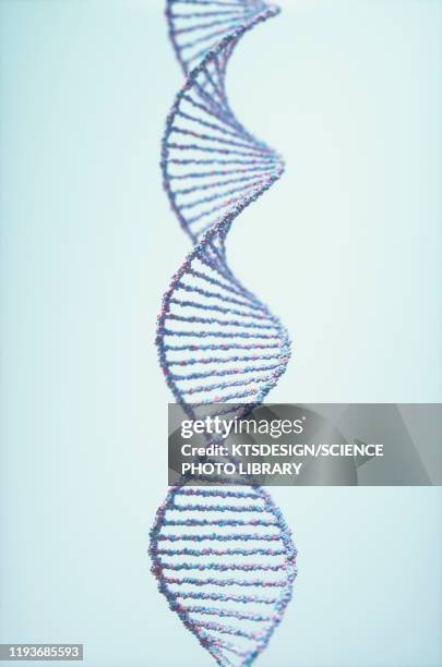 dna molecule, illustration - dna stock pictures, royalty-free photos & images