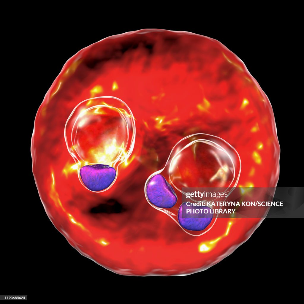 Plasmodium Falciparum Ring Stage Mainstay Malaria Drug May Be esquizonte-de-plasmodium-falciparum