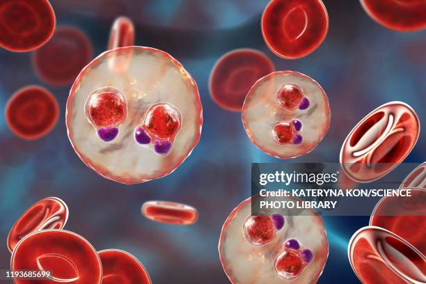 stockillustraties, clipart, cartoons en iconen met protozoan plasmodium falciparum in the stage of ring form tr - malaria