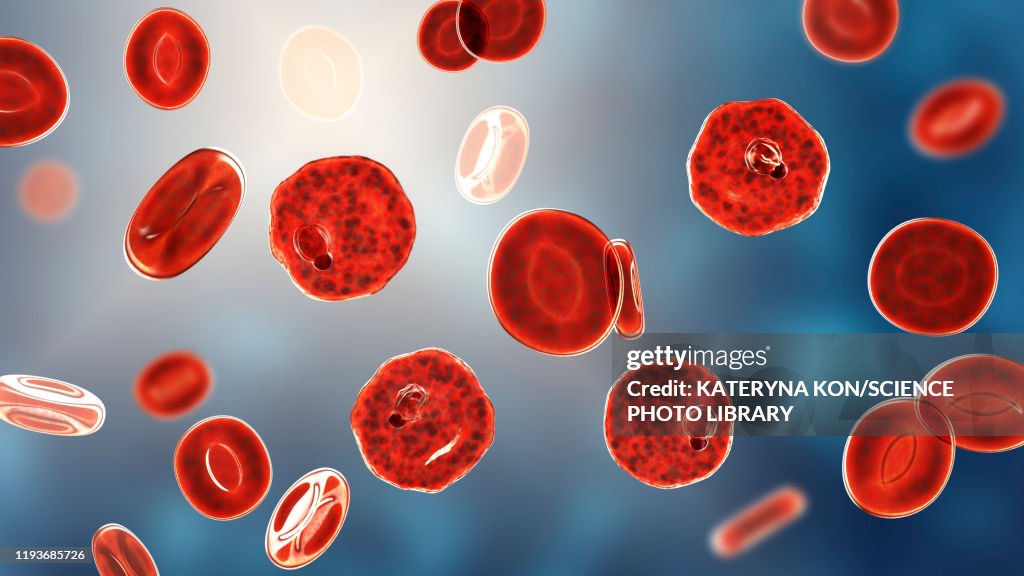 Inside Rbc Inside Of A Red Blood Cell Red Blood Cell Structure And Function