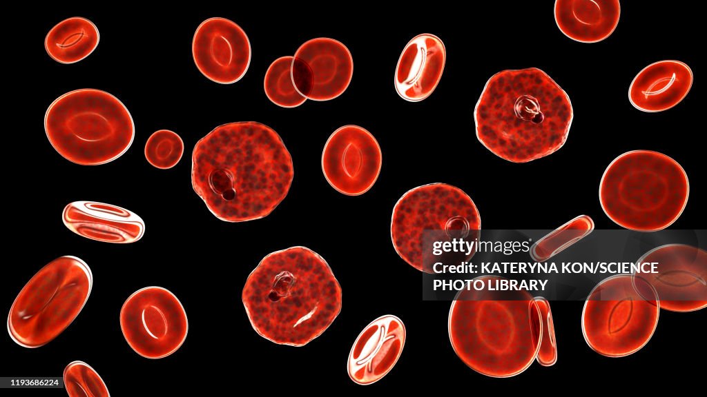 Plasmodium vivax inside red blood cells, illustration