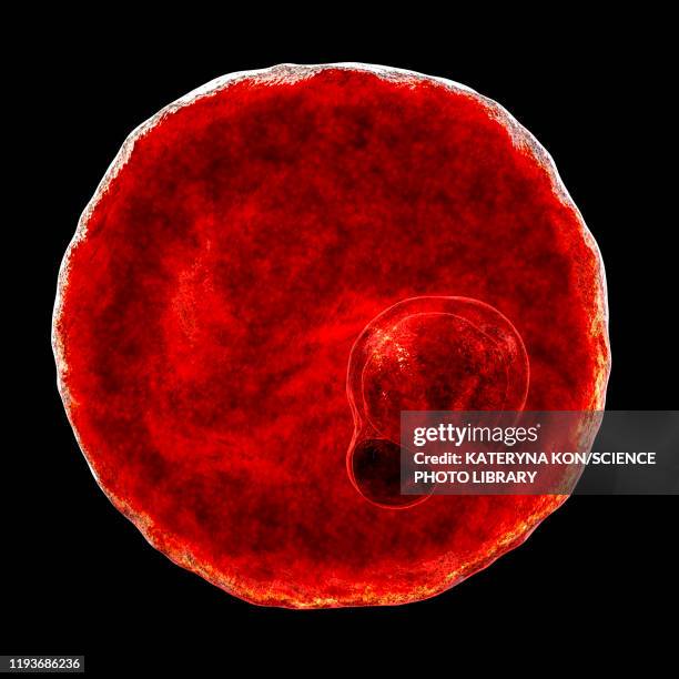 plasmodium vivax inside red blood cells, illustration - vacuole stock illustrations