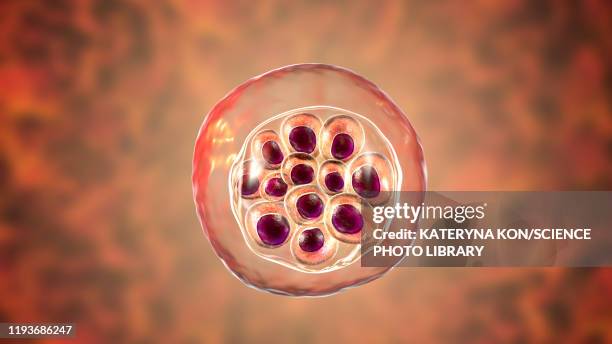 plasmodium vivax inside red blood cells, illustration - malaria stock illustrations