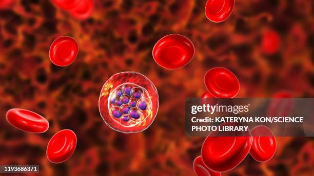 plasmodium vivax inside red blood cells, illustration - malaria stock illustrations