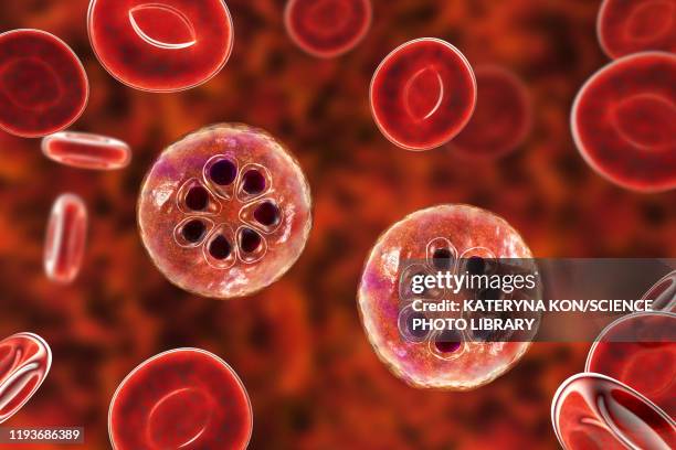 plasmodium malariae inside red blood cell, illustration - malaria stock illustrations