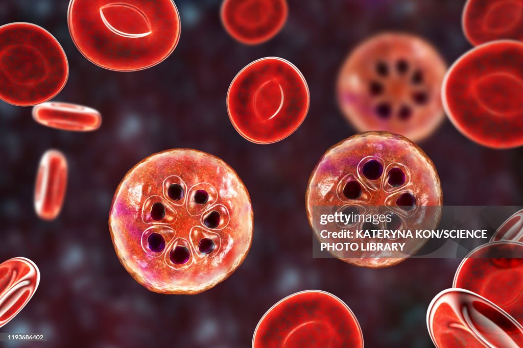 Plasmodium Malariae Inside Red Blood Cell Illustration High-Res Vector ...