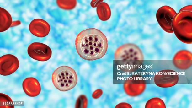plasmodium vivax inside red blood cells, illustration - malaria parasite stock illustrations