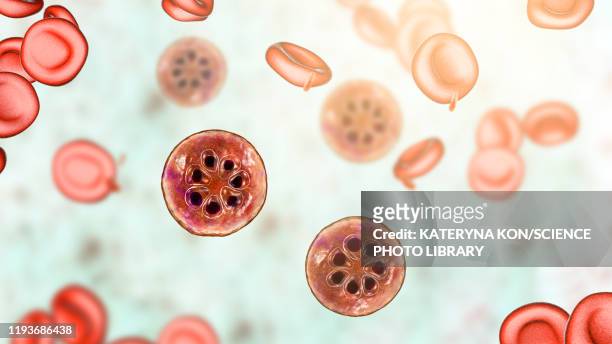 plasmodium malariae inside red blood cell, illustration - anopheles mosquito stock illustrations
